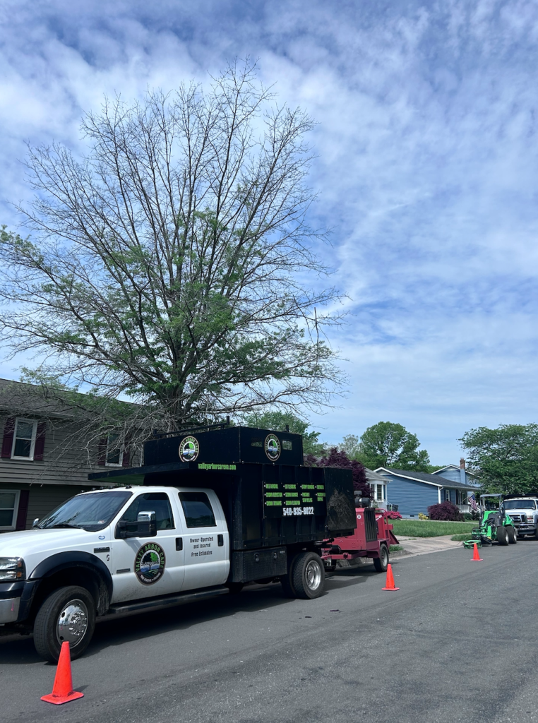 storm damage tree removal